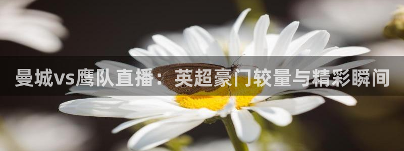 龙门直播间在线观看